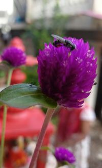 Close-up of purple flowering plant