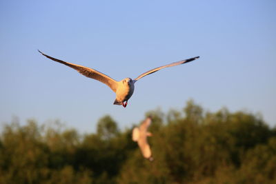 Low angle view of bird flying against sky