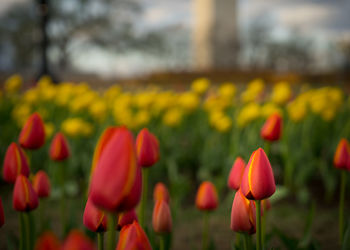 Close-up of red tulips blooming in field