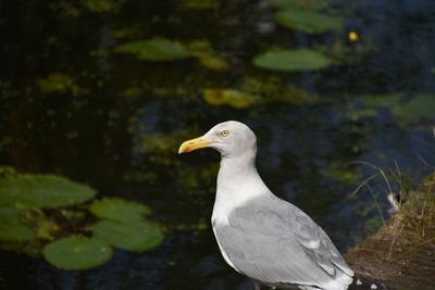 Close-up of seagull on lake