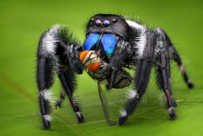 Close-up of spider