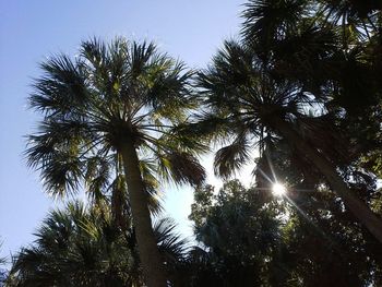 Low angle view of trees against sky