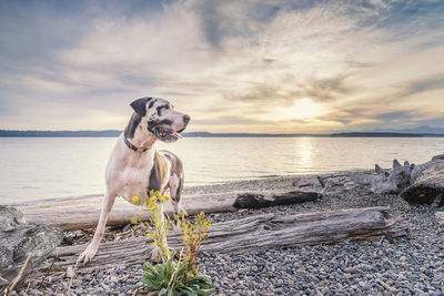 Dog at beach against sky during sunset