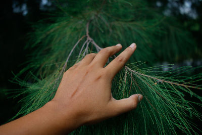 Cropped image of hand holding plant