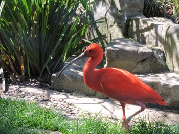 View of a bird on rock