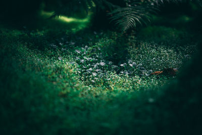 Close-up of grass on field