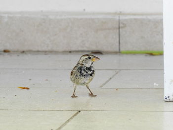 Close-up of bird perching on floor