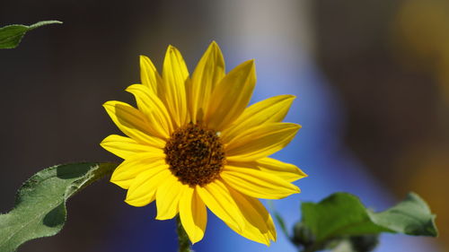 Close-up of yellow flower blooming outdoors