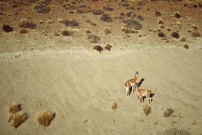 High angle view of deer on sand