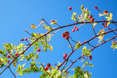 Low angle view of flowering plants against blue sky