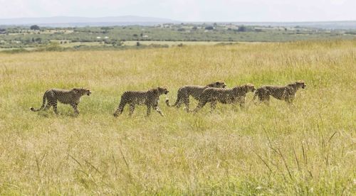 Cheetah in savannah