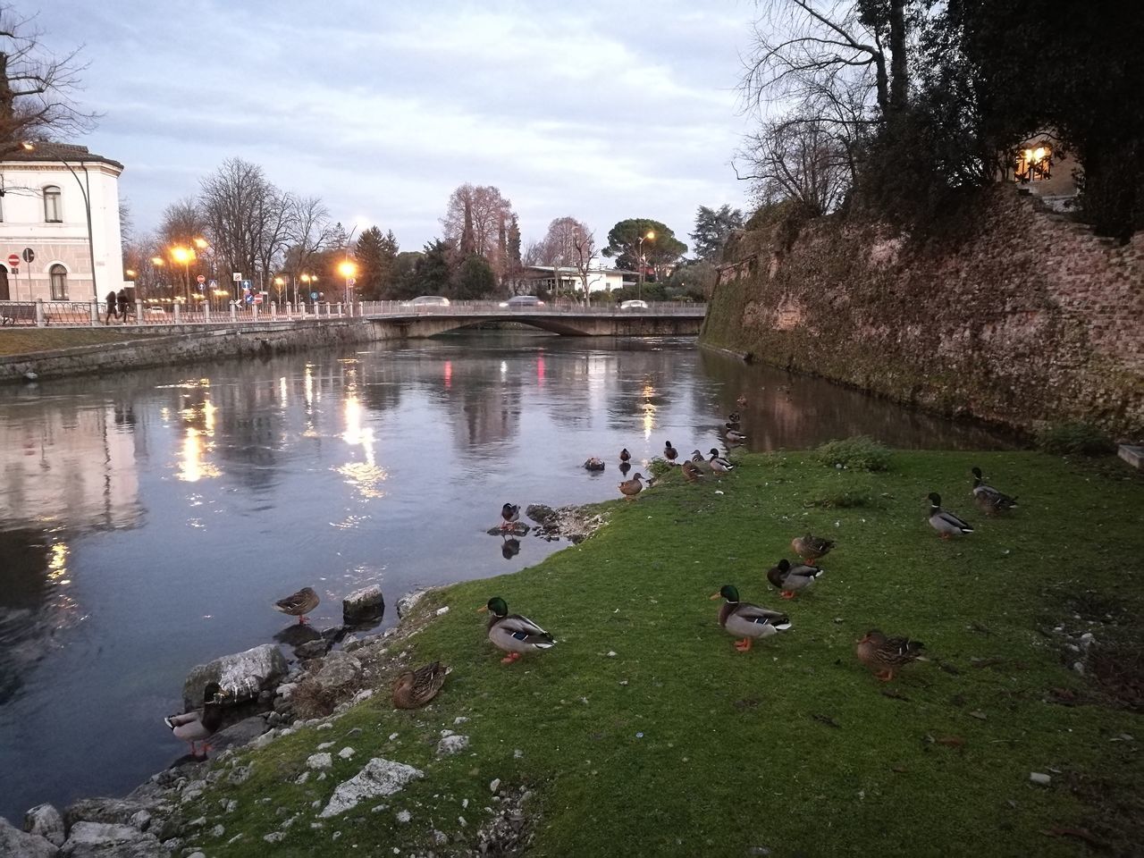 DUCKS SWIMMING IN LAKE