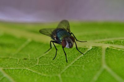 Close-up of fly on leaf