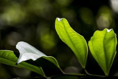 Close-up of plant