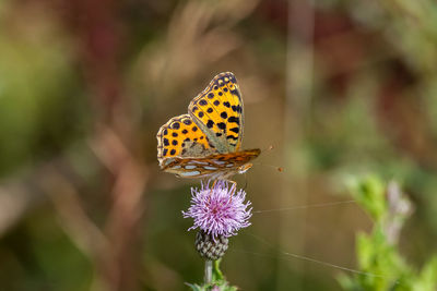 Butterfly perching on flower