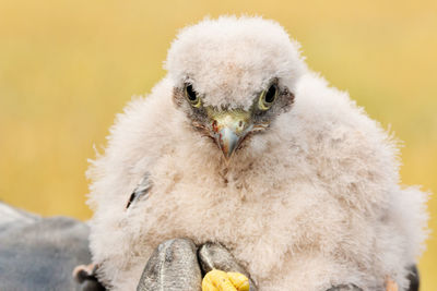 Close-up portrait of young bird