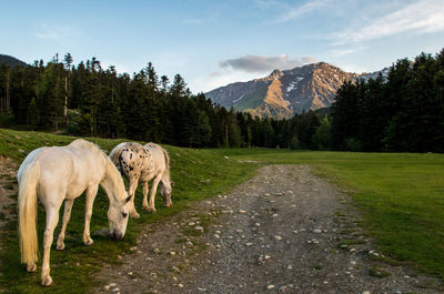 Horses on road by mountains against sky
