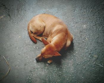 Dog sticking out tongue