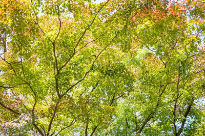 Low angle view of trees in forest