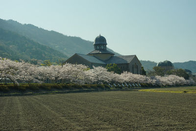 Azuchi castle archaeological museum at cherry blossom season