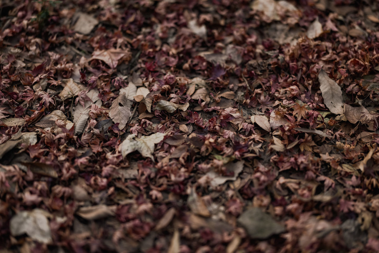 CLOSE-UP OF DRY MAPLE LEAVES