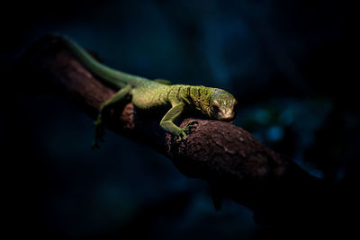 Close-up of lizard on tree at night