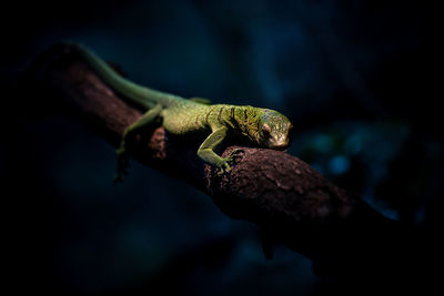 Close-up of lizard on tree