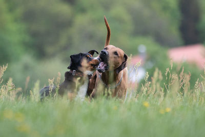 Dogs playing on grassy field