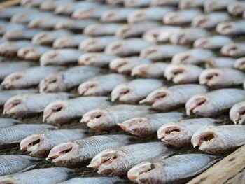Full frame shot of fish
