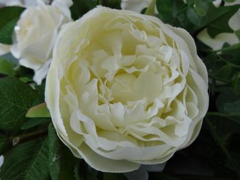 Close-up of rose blooming outdoors