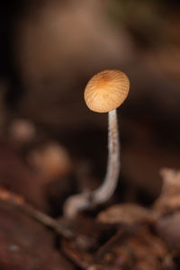 mushroom