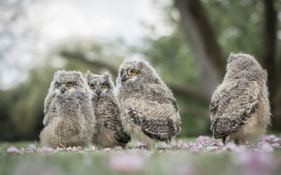 Close-up of birds on field