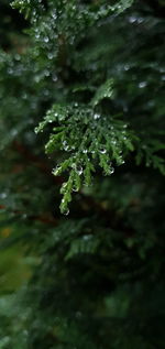 Close-up of raindrops on leaves