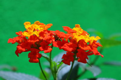 Close-up of honey bee on red flower