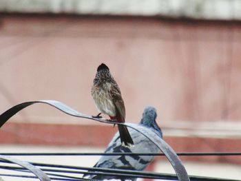 Close-up of bird perching outdoors