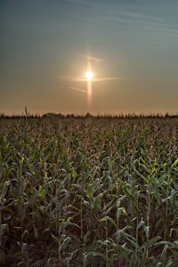 Scenic view of grassy field against sky at sunset