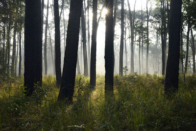 Trees in forest