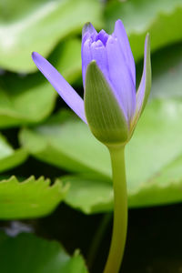 Close-up of purple flowering plant