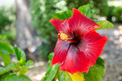 Close-up of red hibiscus blooming outdoors