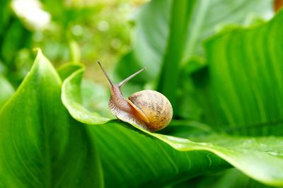 Close-up of snail on leaves