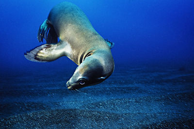 A california sea lion pauses before continuing to play like a puppy.