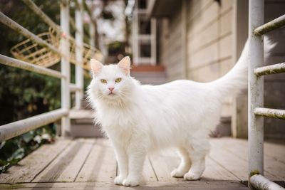 Close-up of white cat