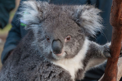Close up of cute koala animal on a eucalyptus tree. australian native wildlife endangered species