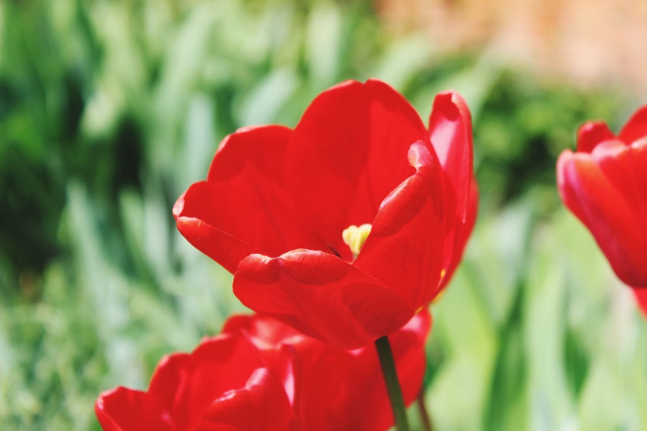 CLOSE-UP OF RED POPPY TULIP AGAINST BLURRED BACKGROUND