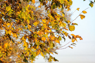 Close-up of yellow maple leaves on tree