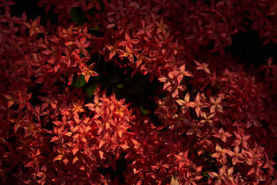 Full frame shot of autumnal leaves