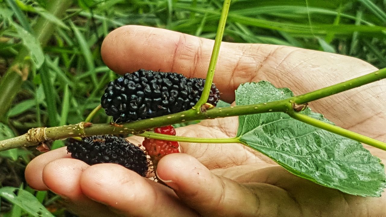 Mulberry fruits