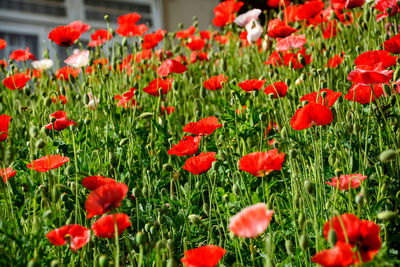 Close-up of red poppy flowers in bloom