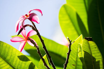 Close-up of pink flower growing on plant