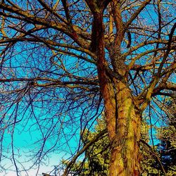 Low angle view of bare trees against sky